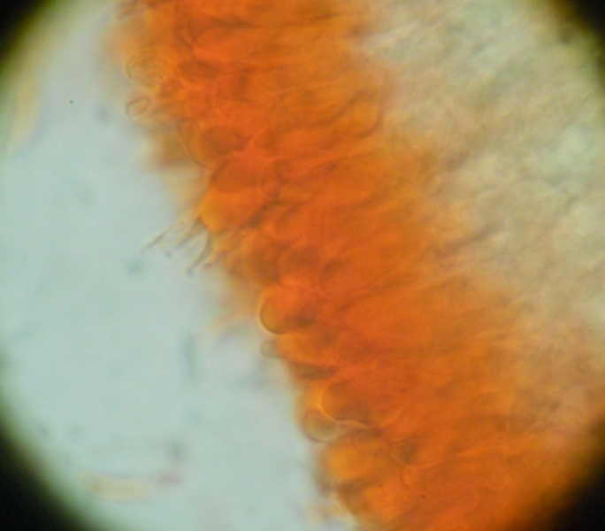 Crosta giallina da determinare (Hyphoderma radula)